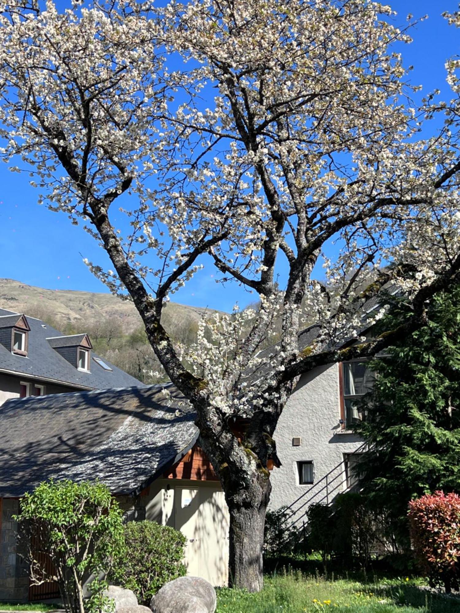 סן-לארי-סולאן Apparts Au Coeur De St-Lary - Piscine Chauffee Et Sauna מראה חיצוני תמונה
